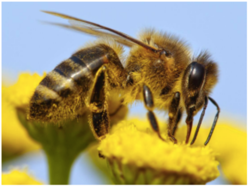 A Short List of Plants Pollinated By Bees